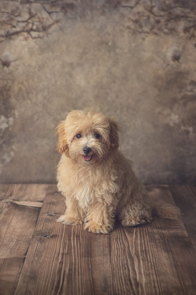 fotos perro casa barcelona