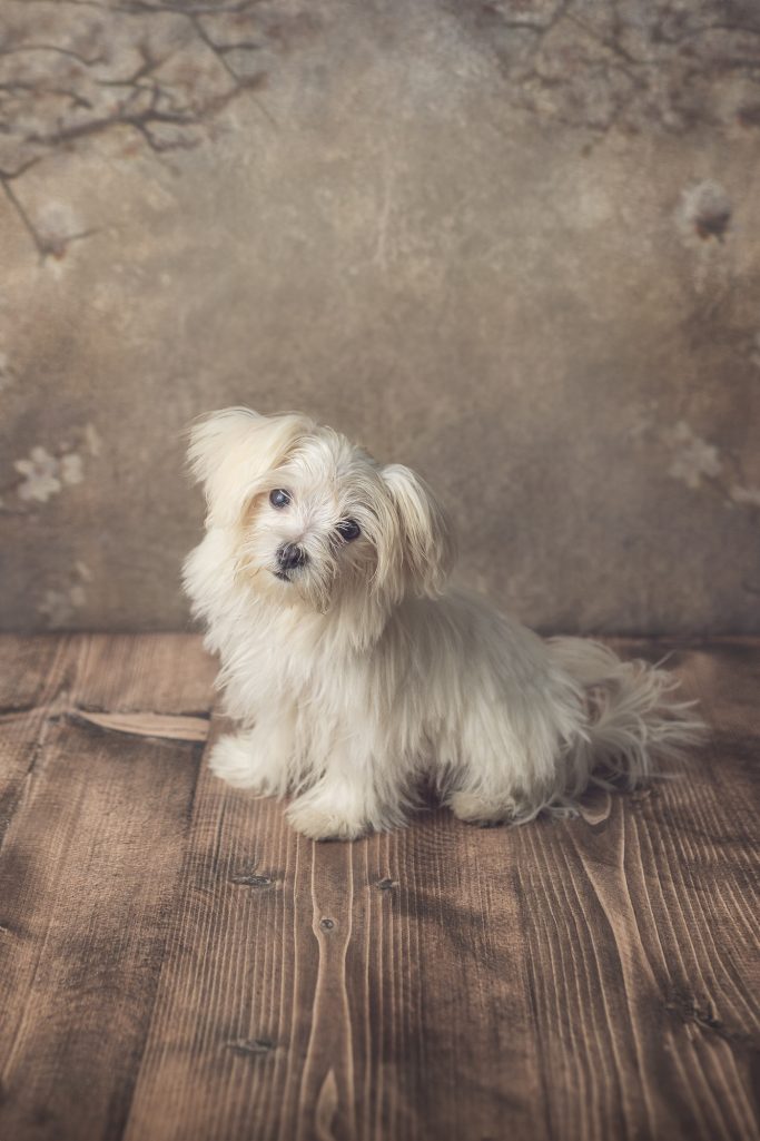 sesion fotos perro domicilio barcelona